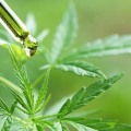 What cbd oil has the most thc?