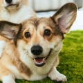 Does petsmart sell cbd for dogs?