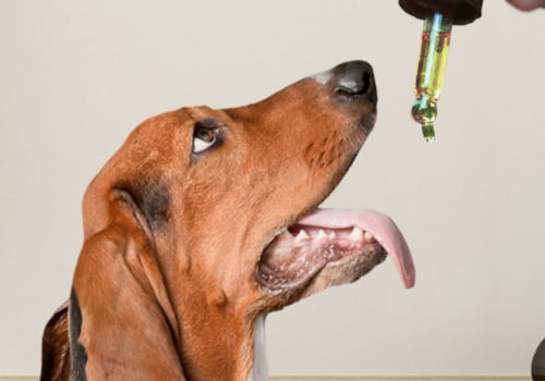 How much is cbd oil for dogs cost?